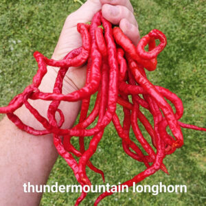Thundermountain Longhorn