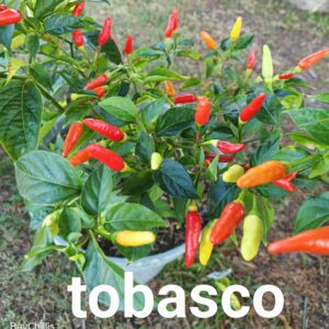 Tobasco