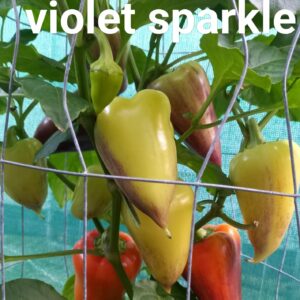 Violet Sparkle