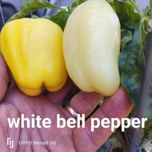 White Bell Pepper