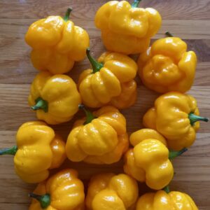 Yellow Brainstrain