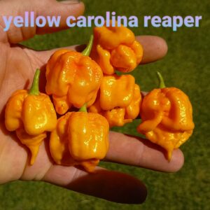 Yellow Carolina Reaper