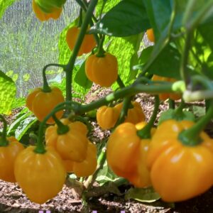 Yellow Habenero