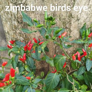 Zimbabwe Birds Eye