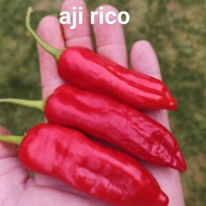 Aji Rico