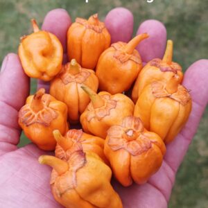 BBG Purple Ghost Scorpion Orange