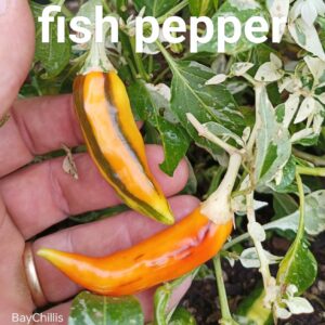 Fish Pepper