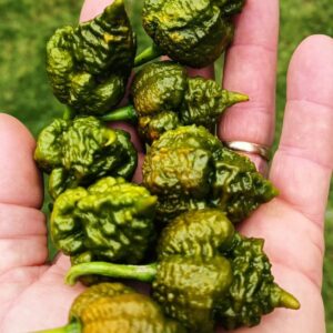 Mustard Moruga Brains X Gator Jigsaw