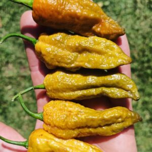 Bhut Jolokia solid gold