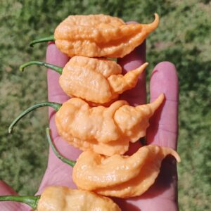 Californian Reaper