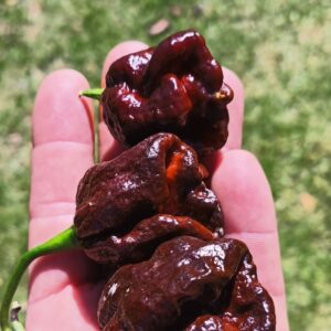 7 Pot Congo Choc