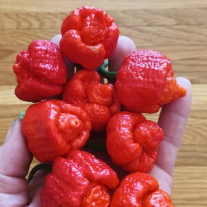 Trinidad Moruga Scorpion