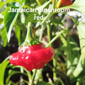 Jamaican Mushroom Red