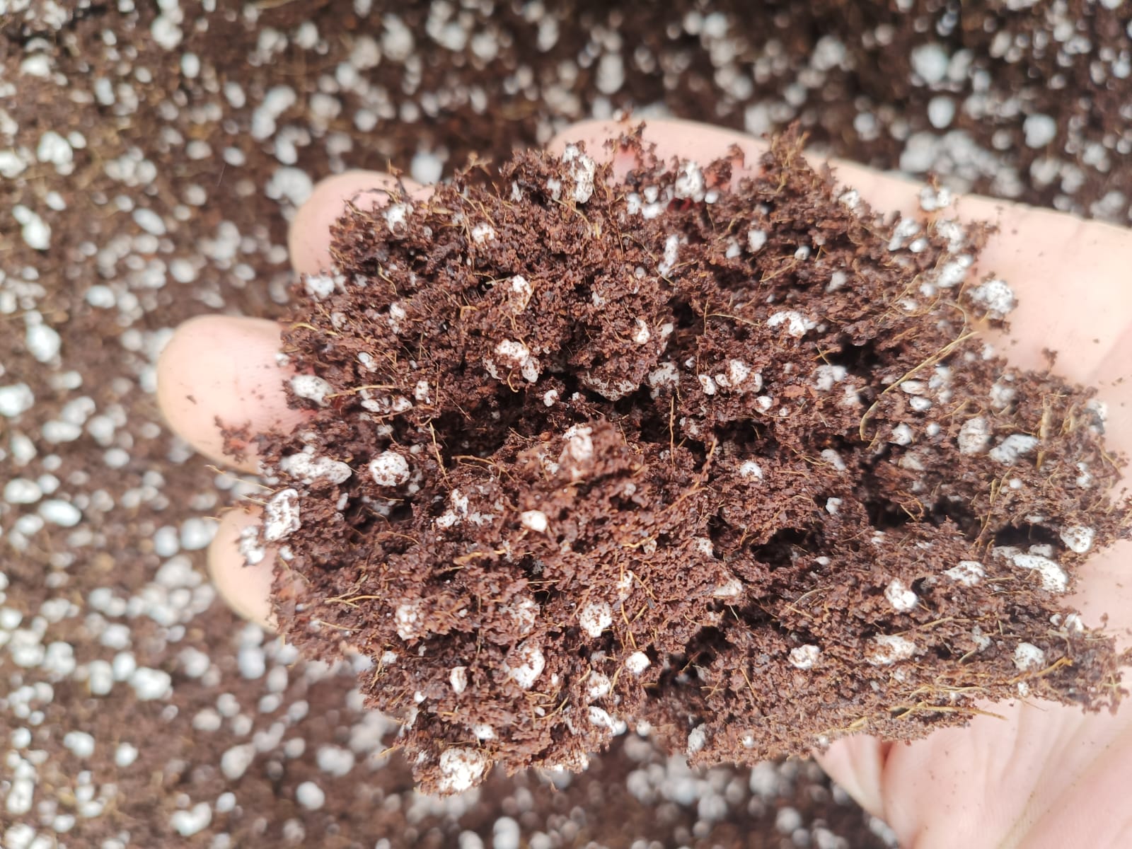 Germination mix