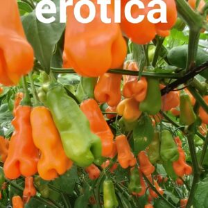 Erotica