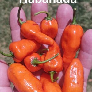 Habanada