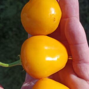 Guatemalan orange Rocoto