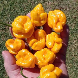 Bonda Mahala