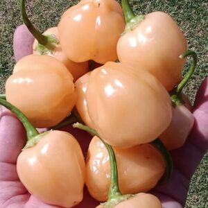 Peppapeach