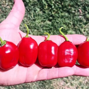 Equadorian Devil Rocoto from hell