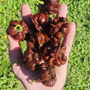 7 Pot Primo Chocolate